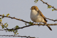 Bradornis mariquensis